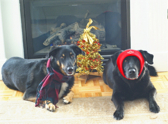 Elsie and Chaser at Christmas 2011